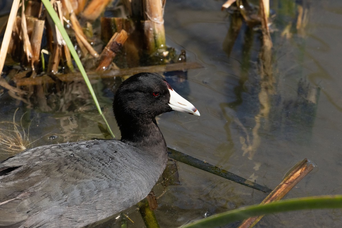 American Coot - Anne Heyerly