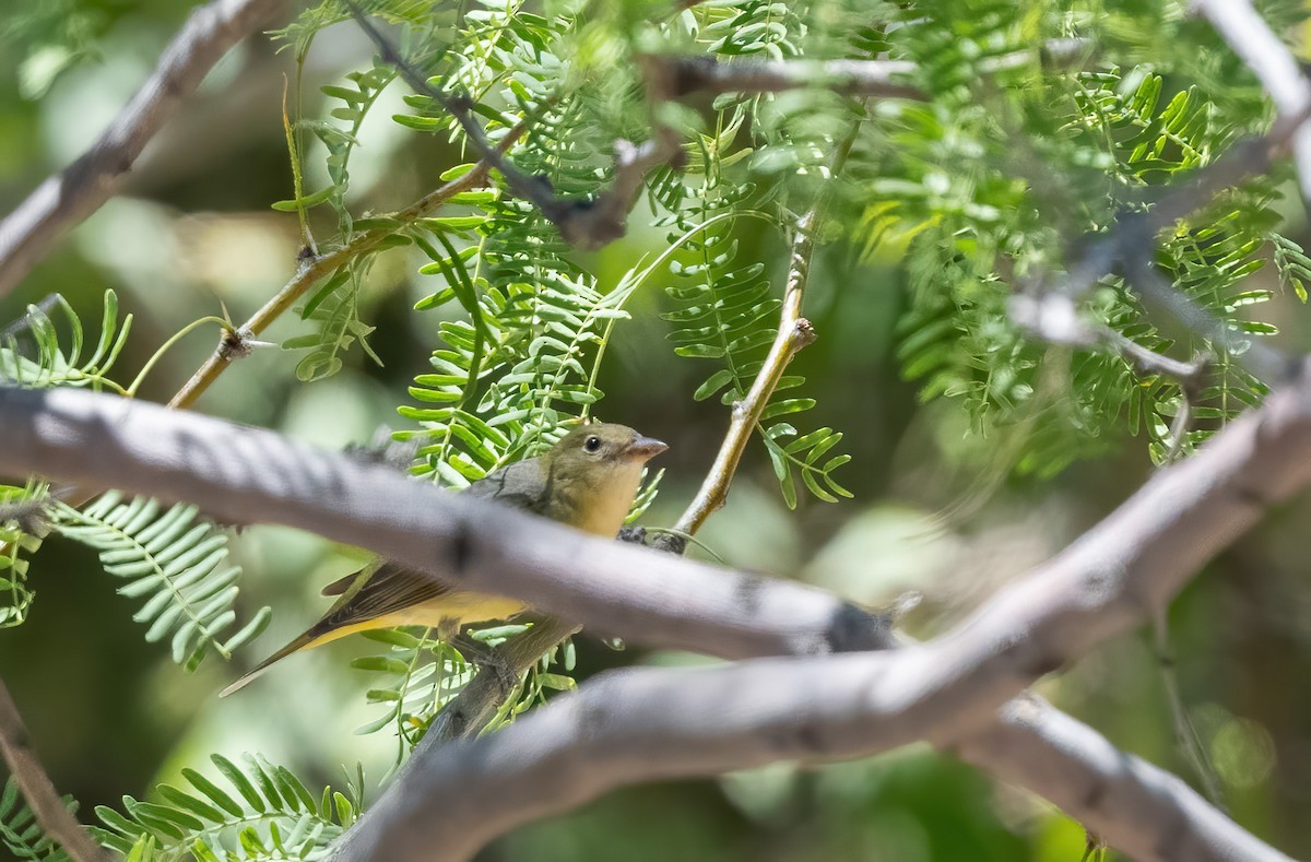 Western Tanager - Robert Shull