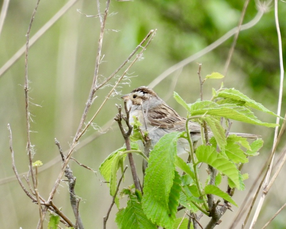 Clay-colored Sparrow - ML619451336