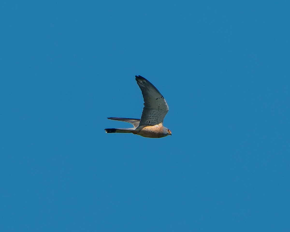 Lesser Kestrel - Magnus Andersson