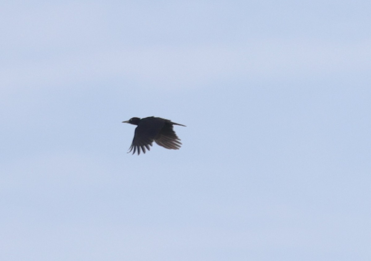 Black Woodpecker - Jan Badura