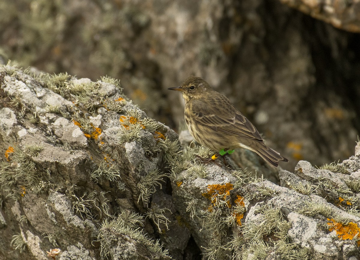 Rock Pipit - Theo de Clermont