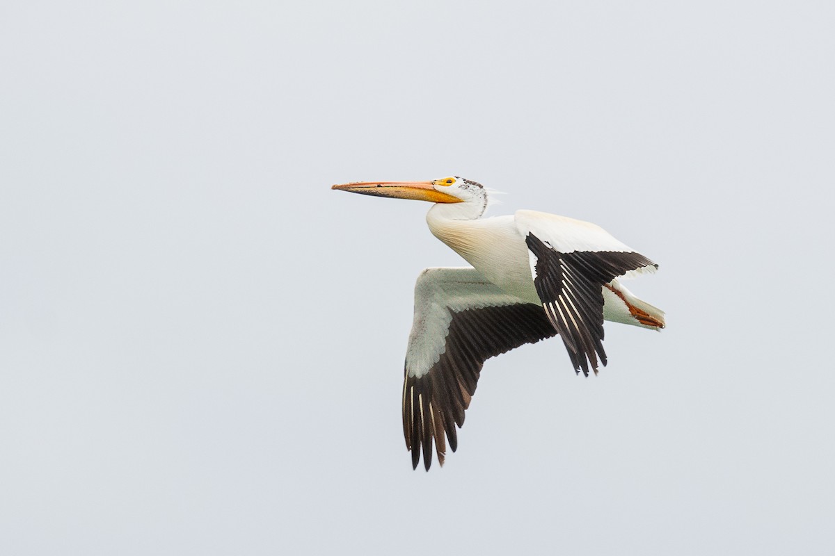 American White Pelican - Annette McClellan