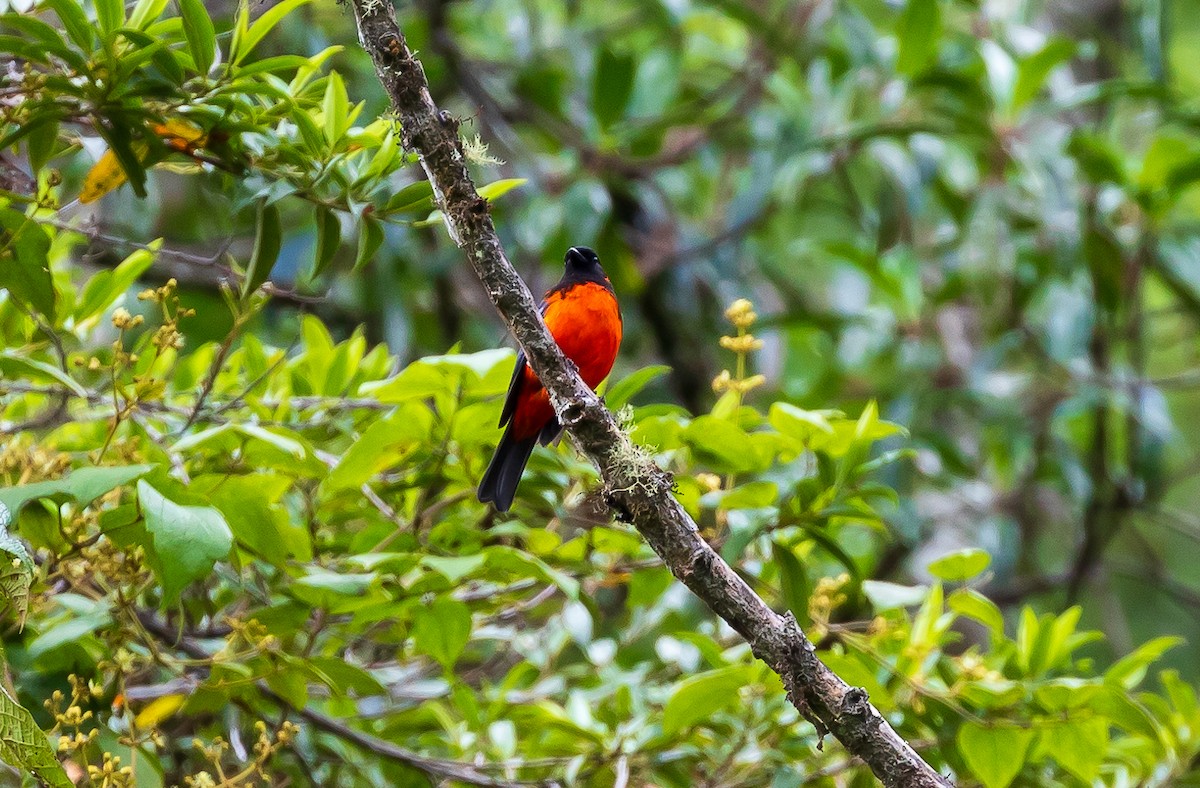 Scarlet-bellied Mountain Tanager - Andrew Cauldwell