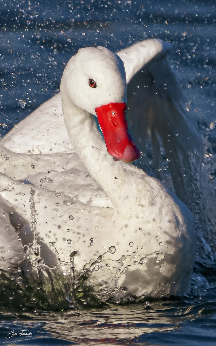 Coscoroba Swan - Elisa Focante