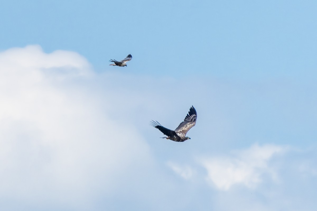 White-tailed Eagle - Gabi Uhrova