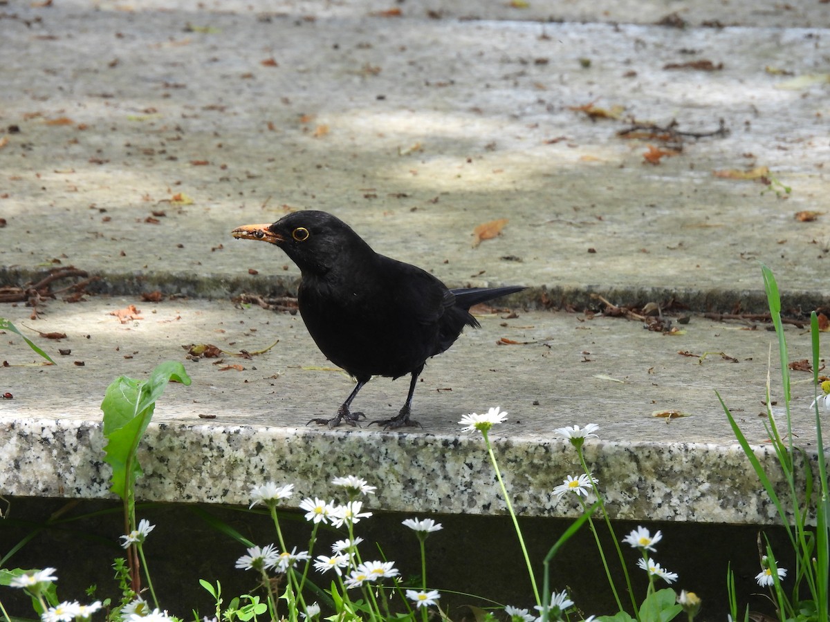 Eurasian Blackbird - Tanja Britton