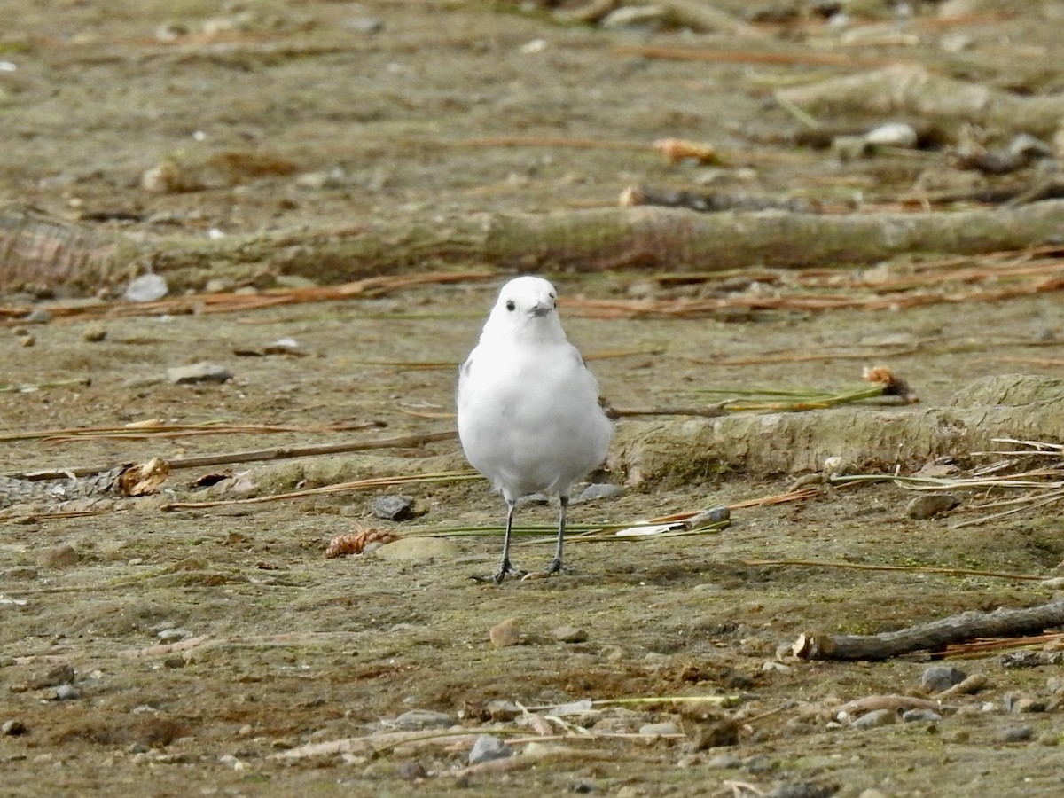 White Wagtail - Craig Jackson