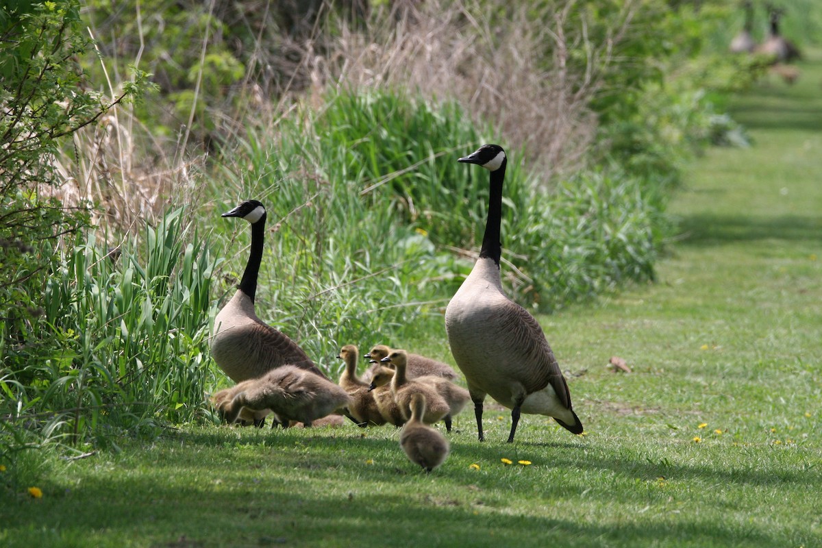 Canada Goose - Micheline Roy