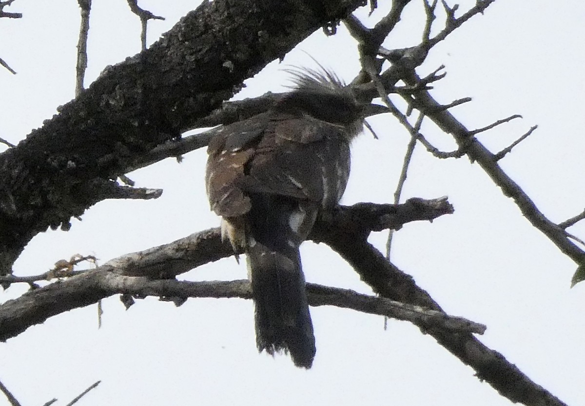 Great Spotted Cuckoo - Miguel García