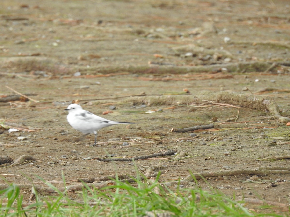 White Wagtail - Craig Jackson