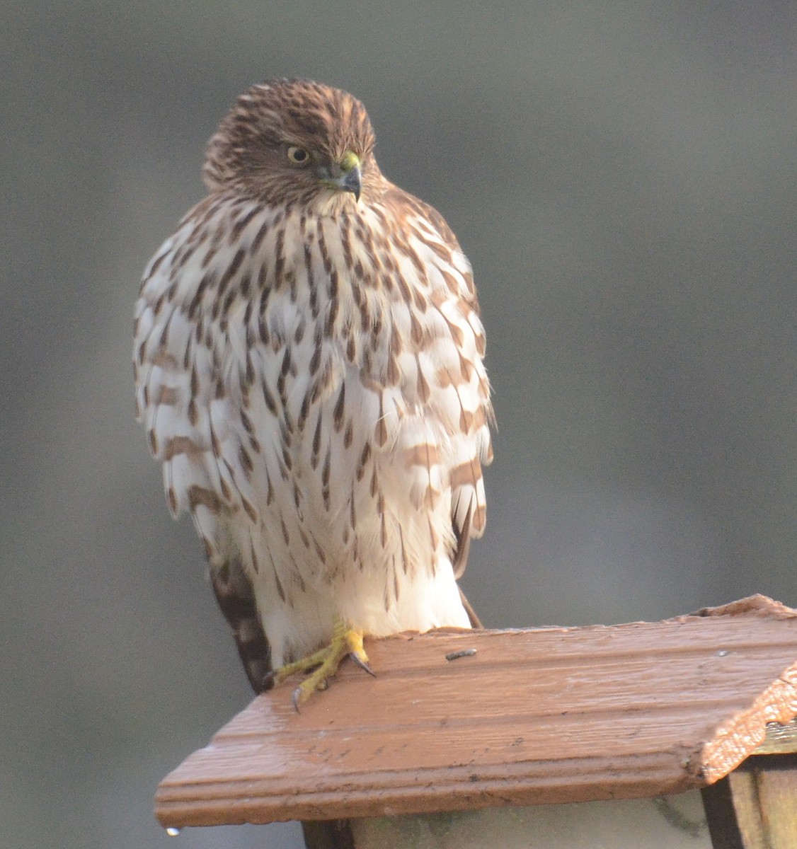 Cooper's Hawk - ML619451363