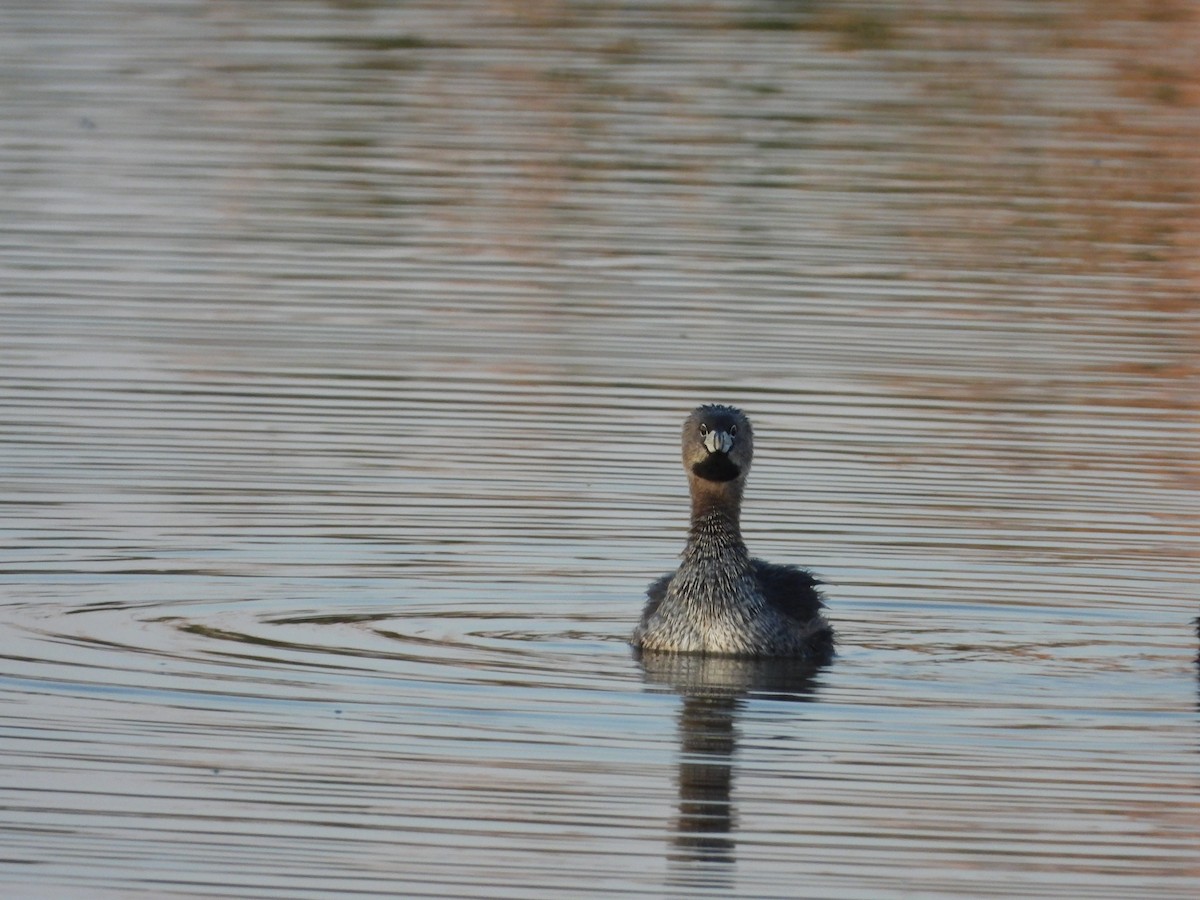 Pied-billed Grebe - Chad Wilson