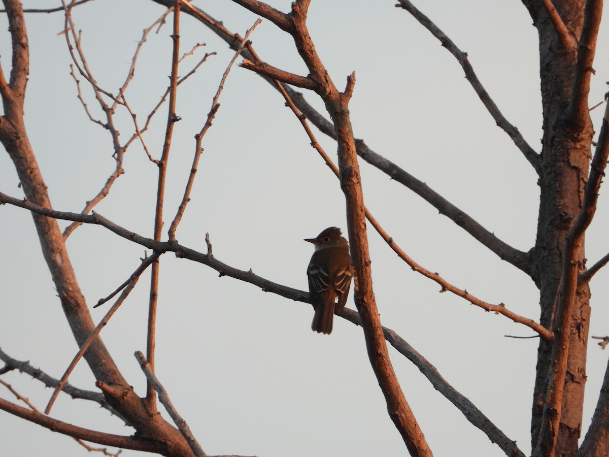 Willow Flycatcher - Chad Wilson