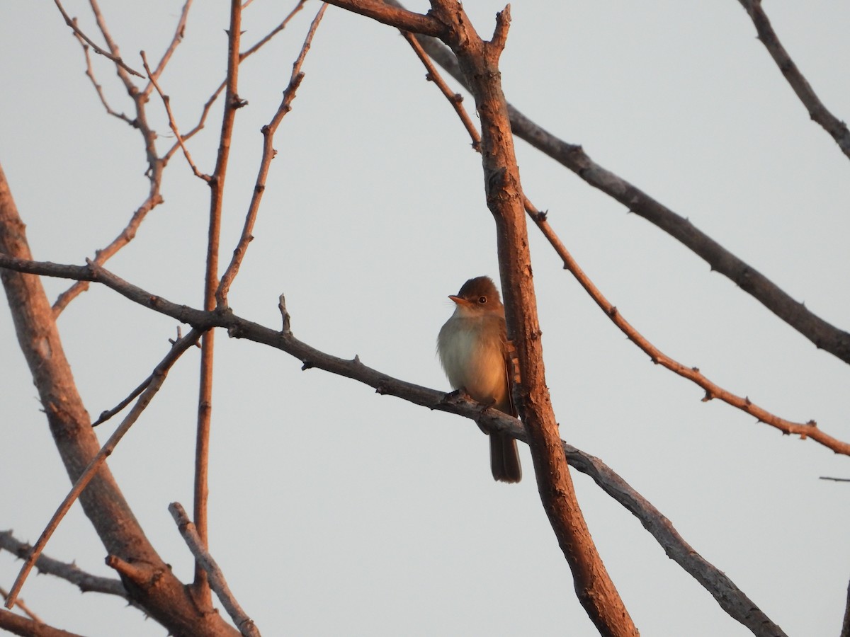 Willow Flycatcher - Chad Wilson