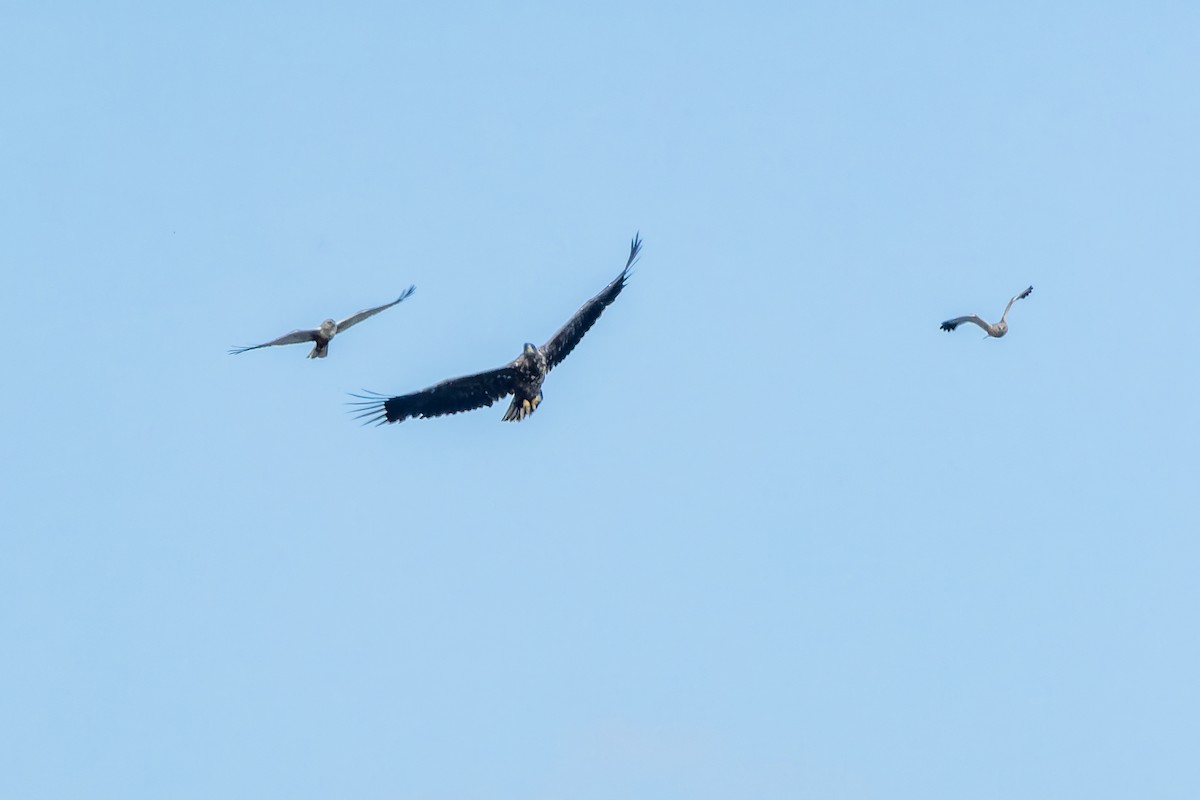 Western Marsh Harrier - Gabi Uhrova