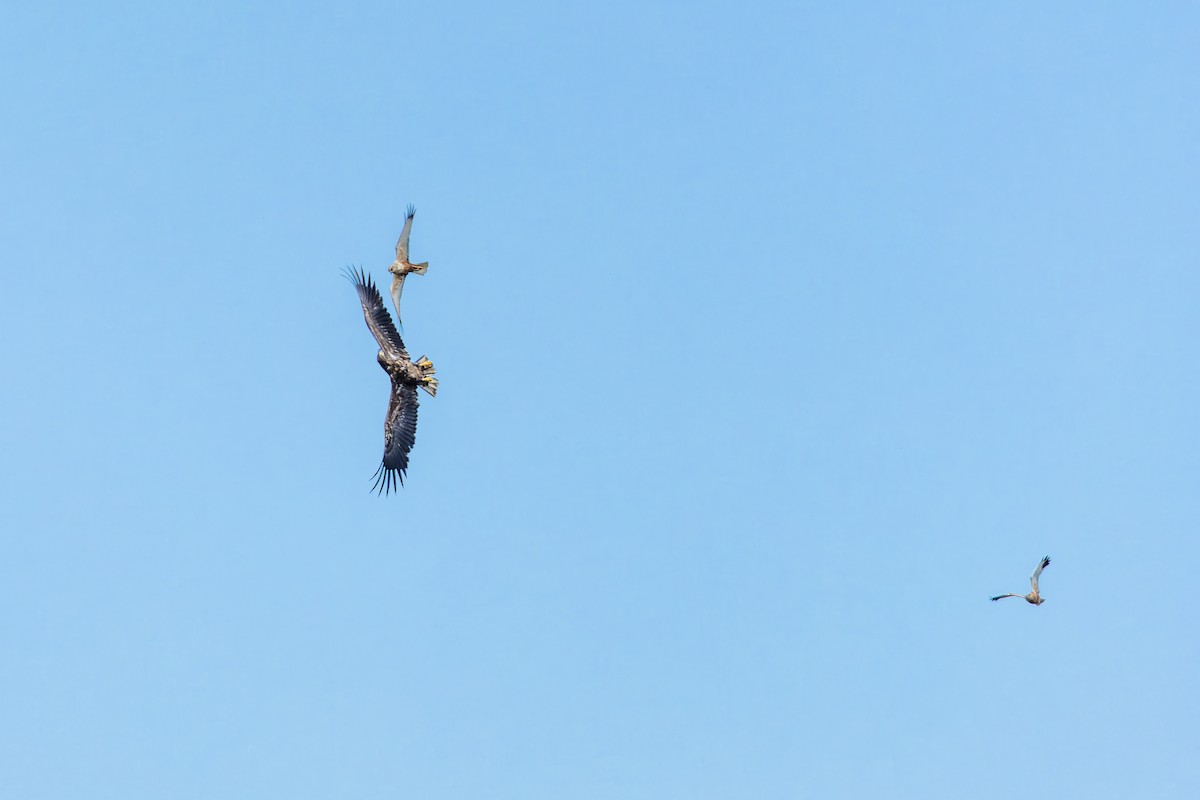 Western Marsh Harrier - Gabi Uhrova