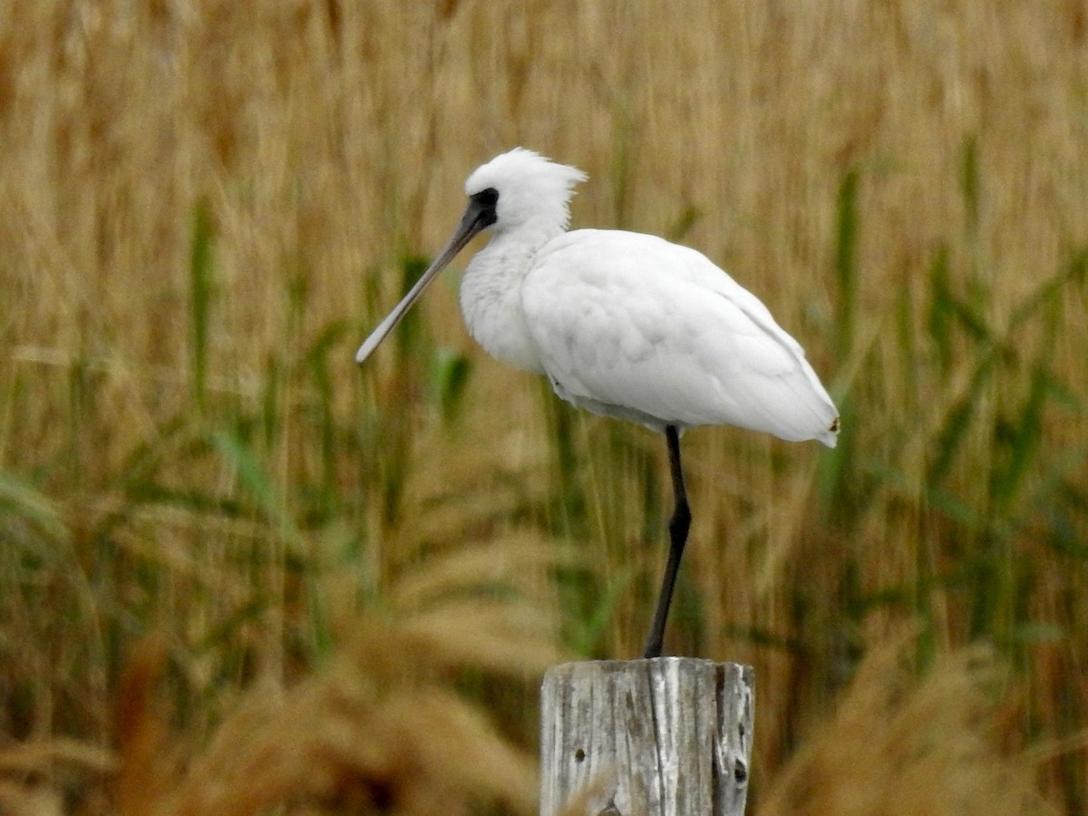 Black-faced Spoonbill - Craig Jackson