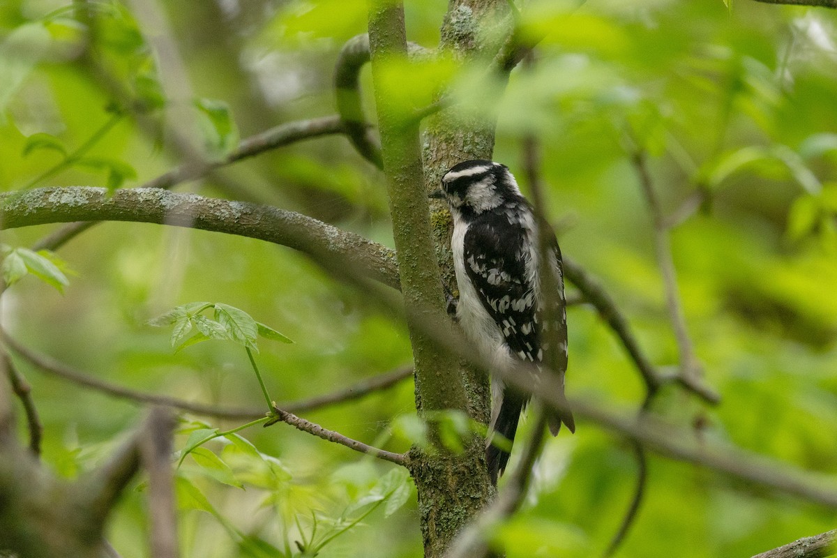 Downy Woodpecker - Annette McClellan