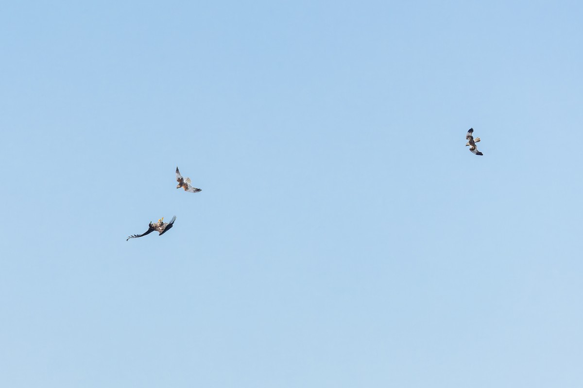 Western Marsh Harrier - Gabi Uhrova