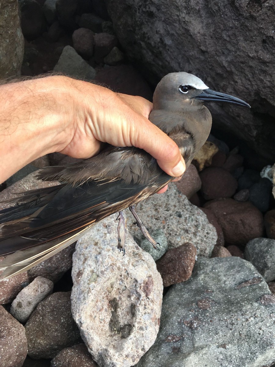 Brown Noddy - Jethro van’t Hul