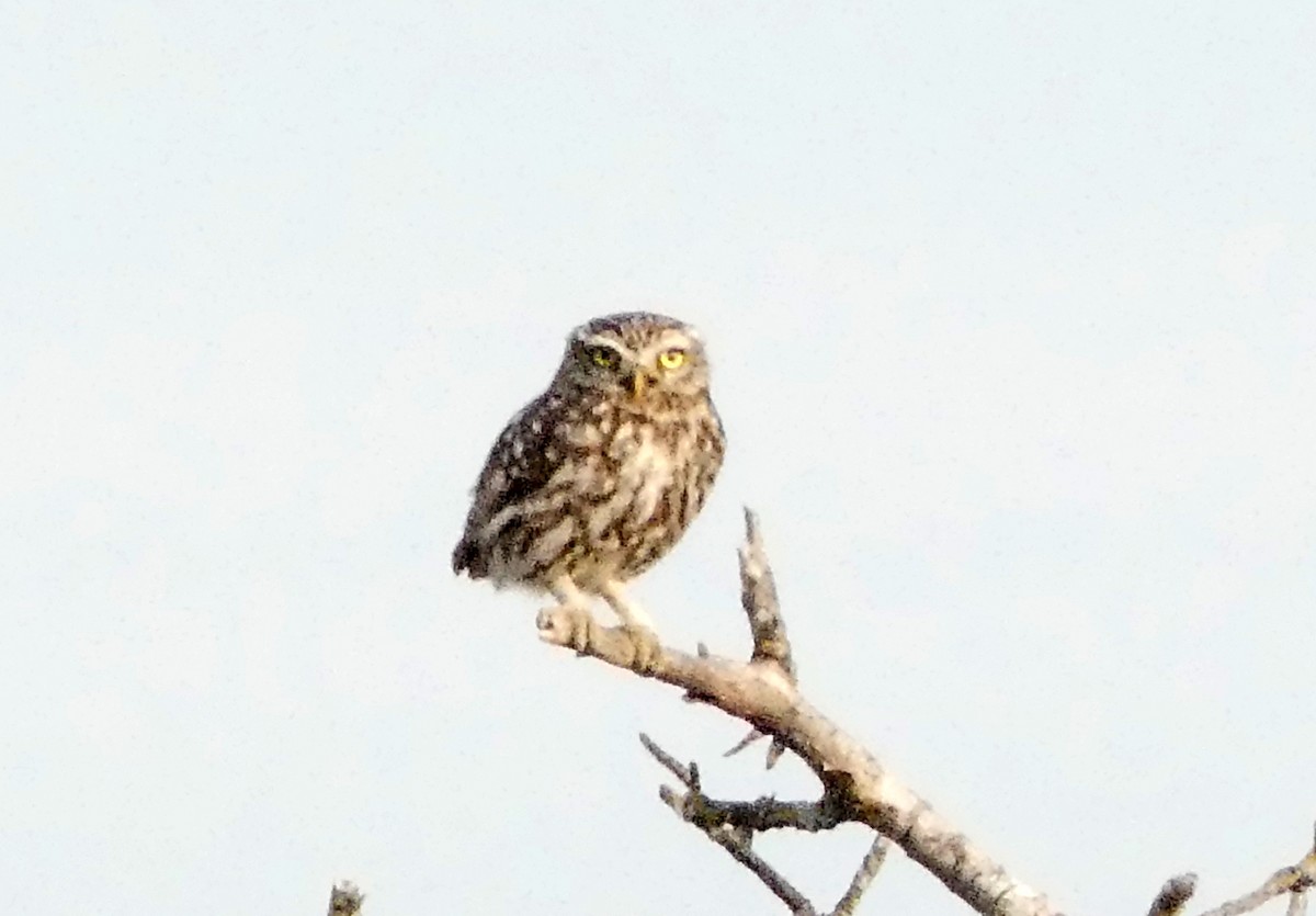 Little Owl - Miguel García