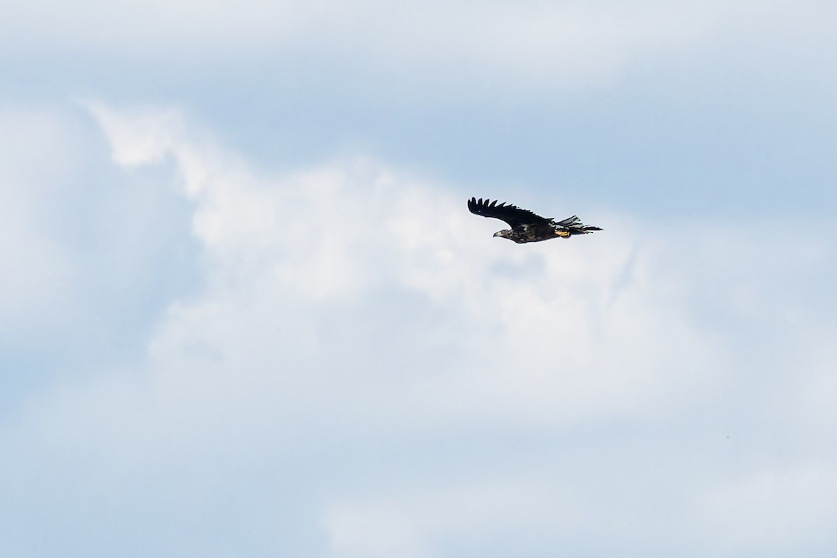 White-tailed Eagle - Gabi Uhrova