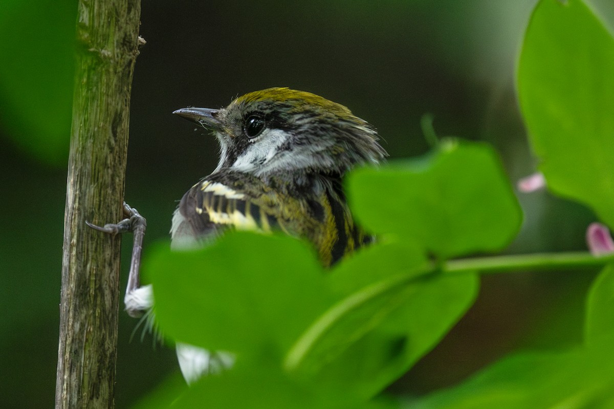 Chestnut-sided Warbler - Annette McClellan