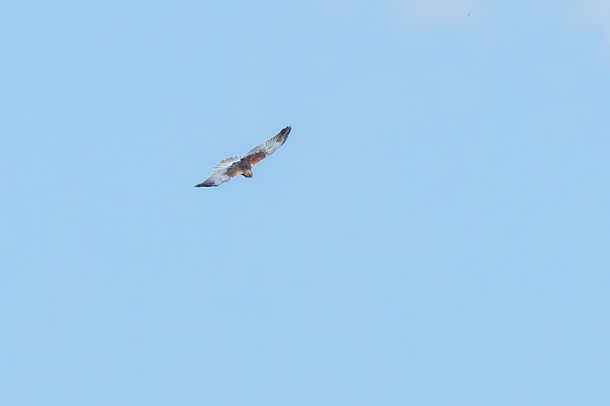 Western Marsh Harrier - Gabi Uhrova