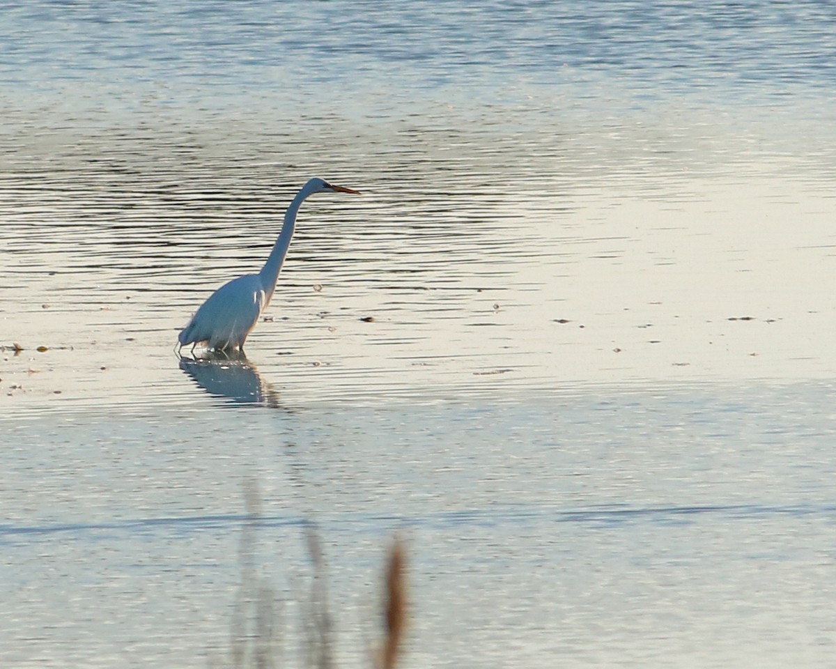 Great Egret - Tom Fesolowich