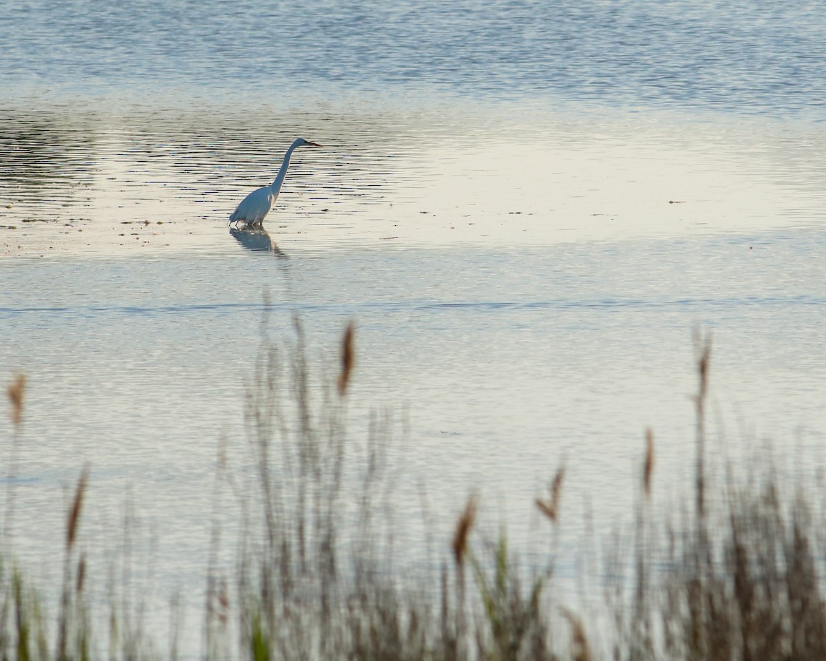 Great Egret - Tom Fesolowich