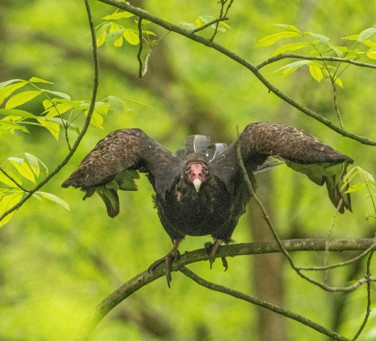 Turkey Vulture - ML619451422