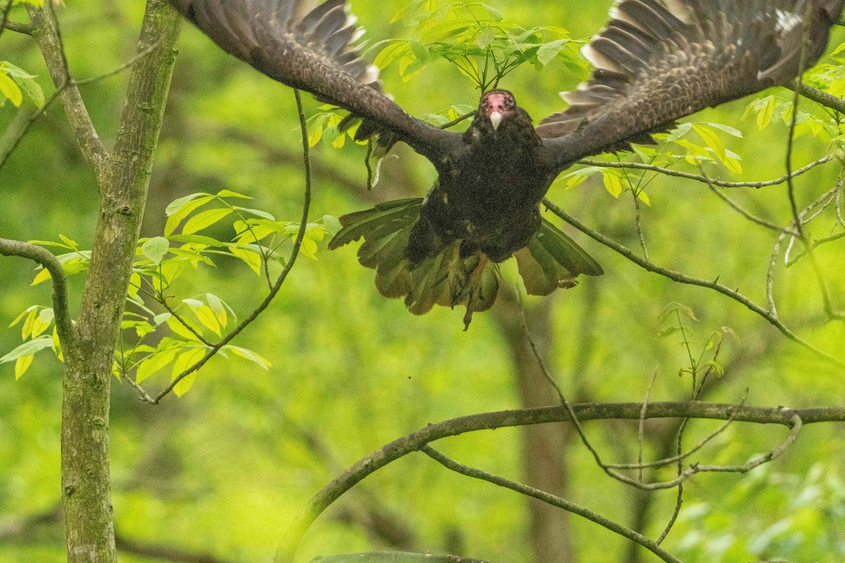 Turkey Vulture - Bonnie McDonald