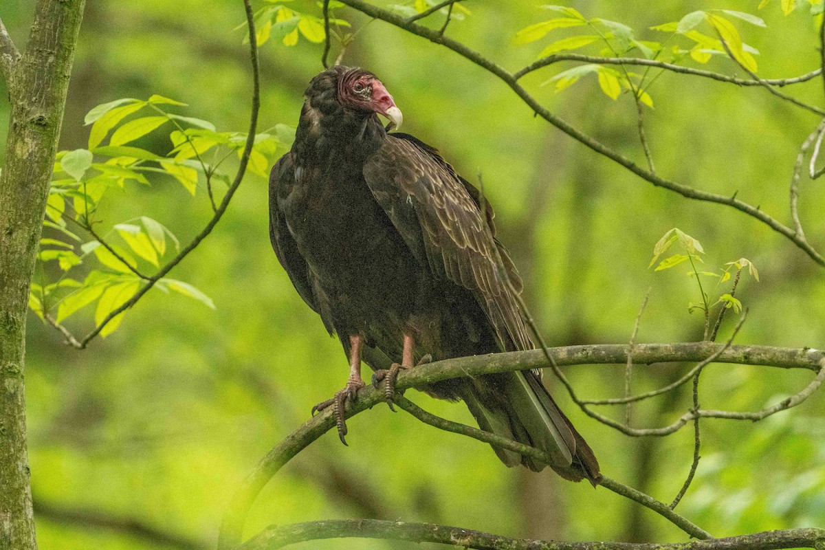 Turkey Vulture - ML619451424