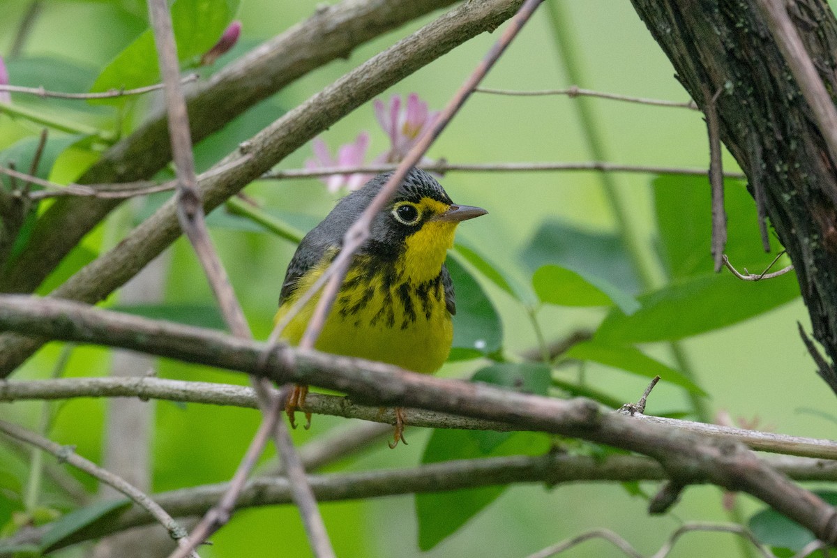 Canada Warbler - Annette McClellan