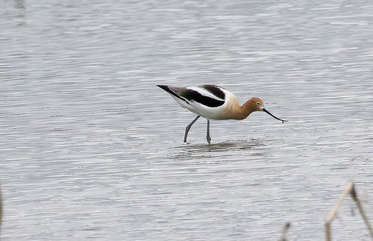 American Avocet - ML619451428