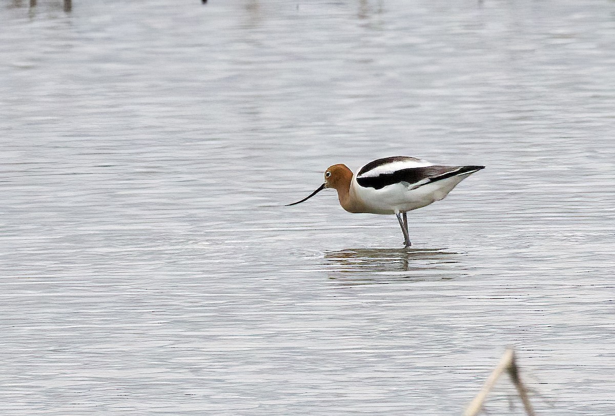 American Avocet - ML619451429