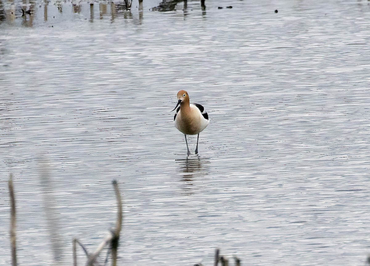 American Avocet - ML619451430