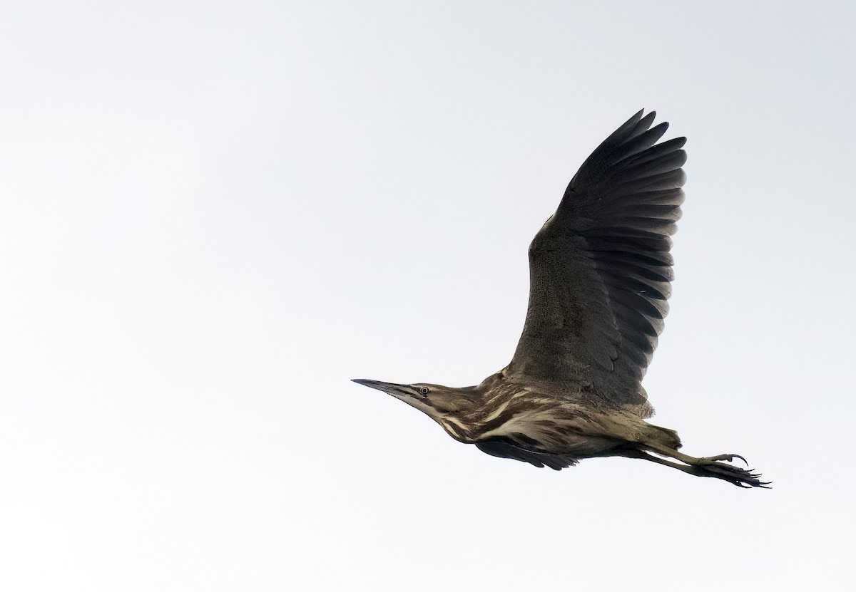 American Bittern - Gregory Johnson