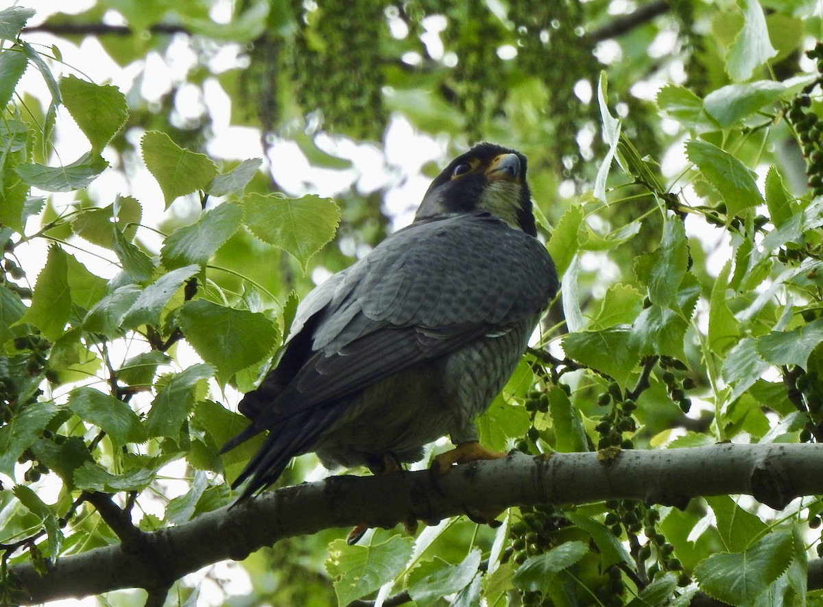 Peregrine Falcon - Noam Markus