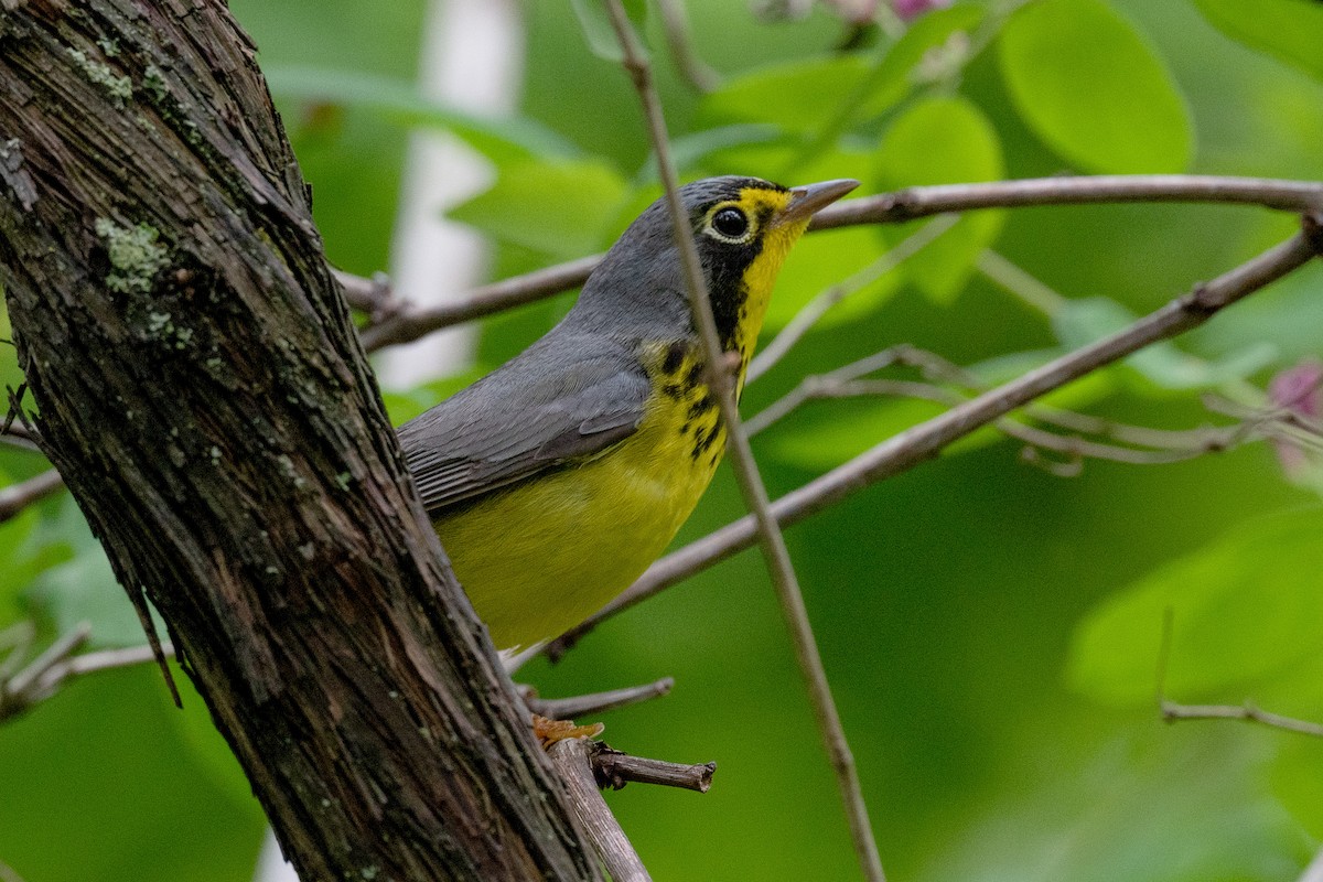 Canada Warbler - Annette McClellan