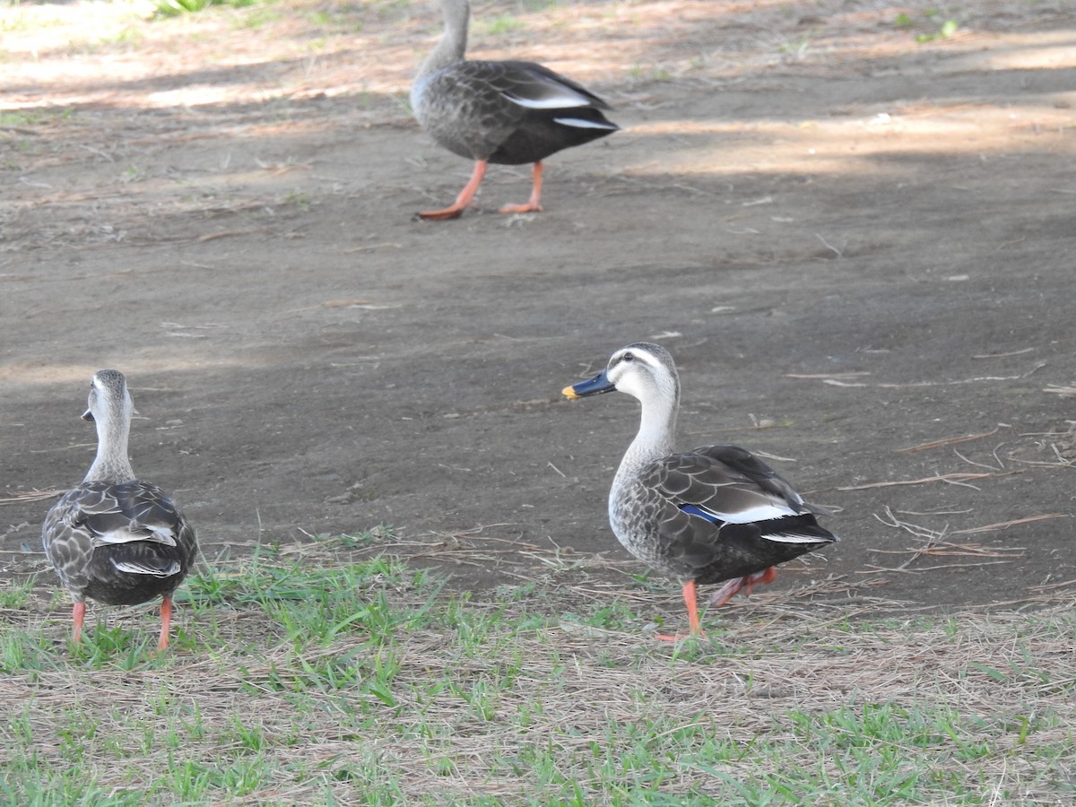 Eastern Spot-billed Duck - Craig Jackson