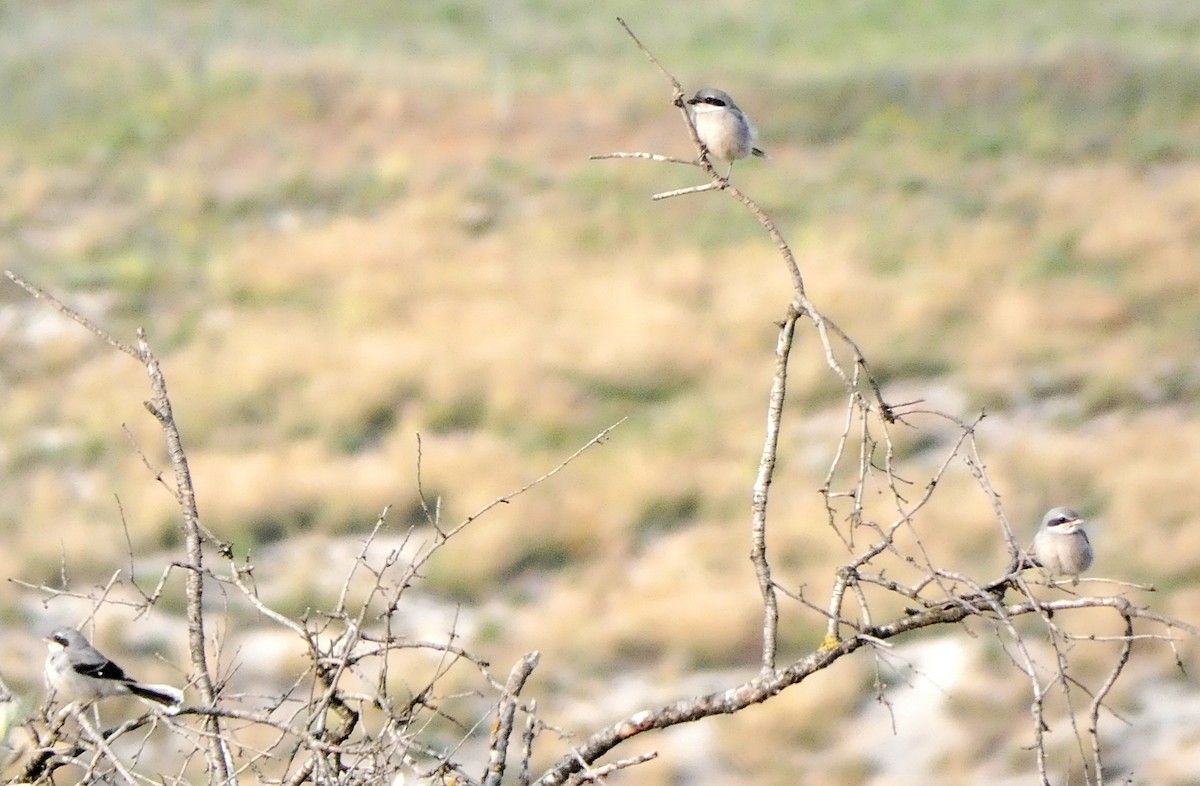 Iberian Gray Shrike - Miguel García
