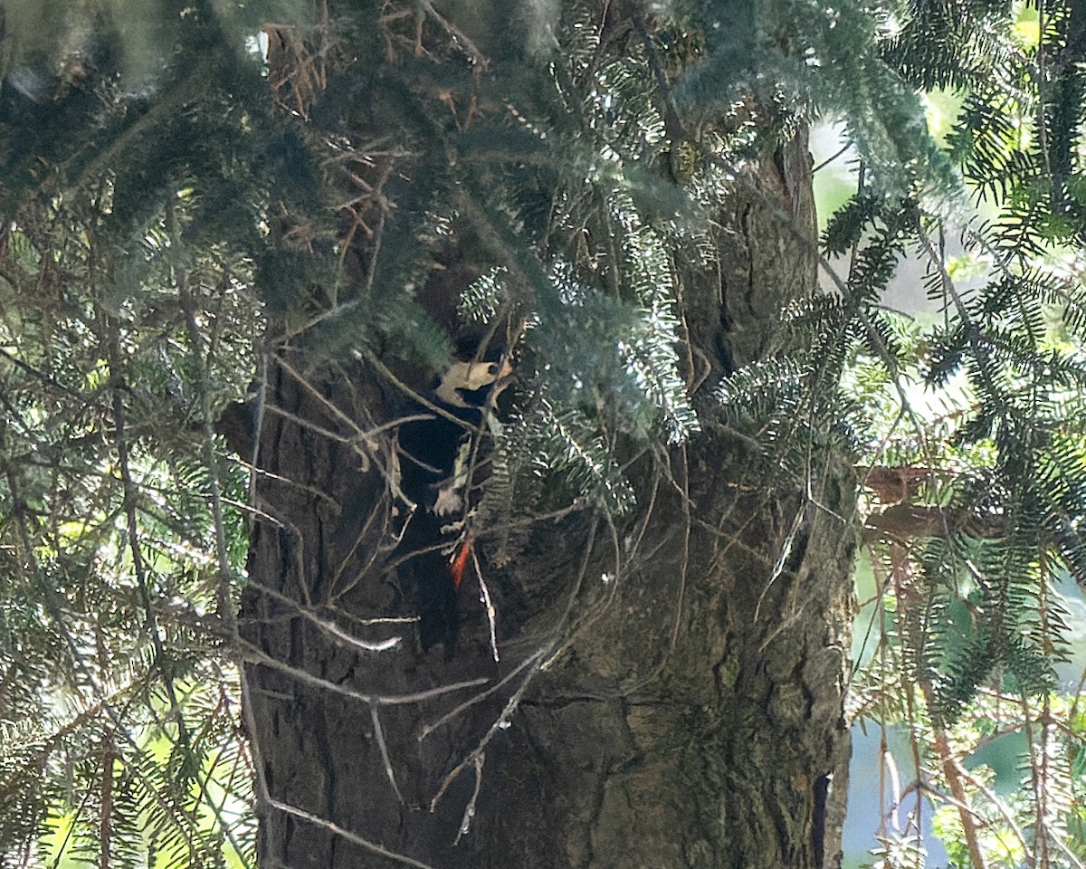 Syrian Woodpecker - Magnus Andersson