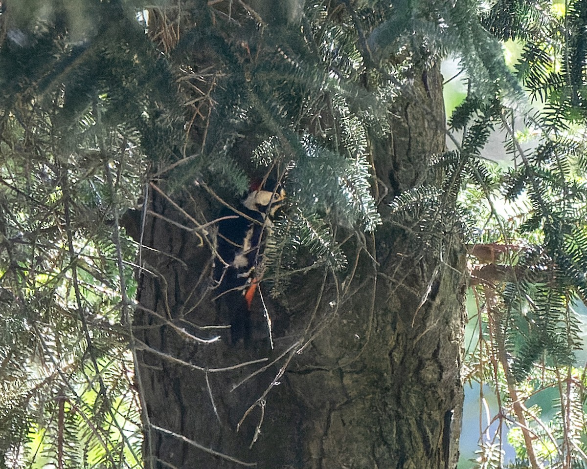 Syrian Woodpecker - Magnus Andersson