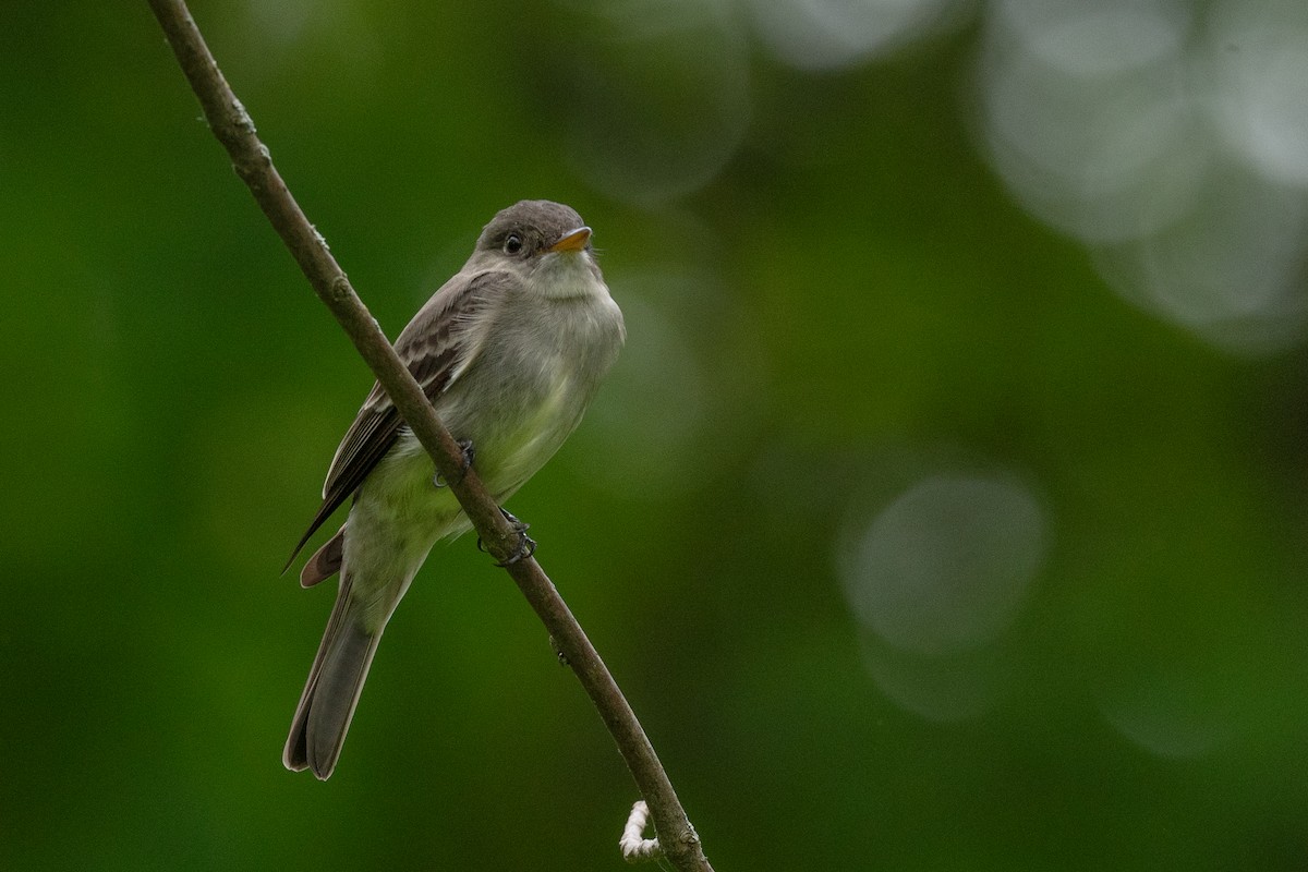 Eastern Wood-Pewee - Annette McClellan