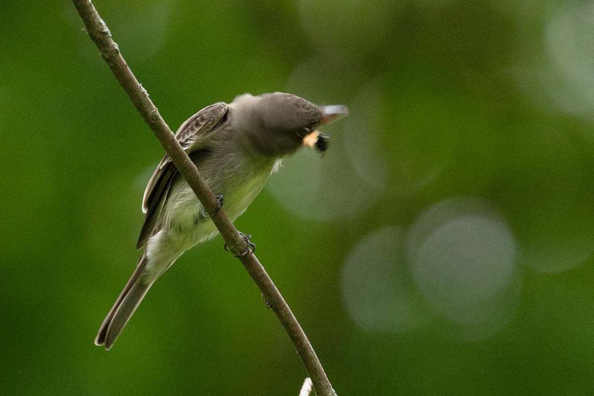 Eastern Wood-Pewee - Annette McClellan