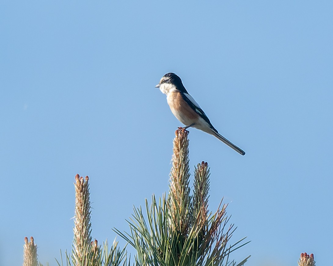 Masked Shrike - ML619451484