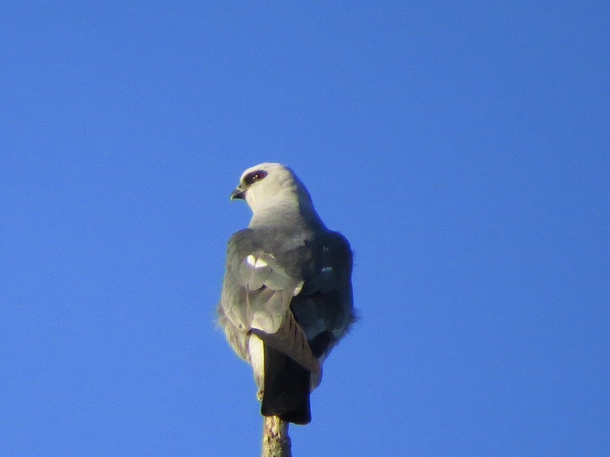 Mississippi Kite - ML619451492