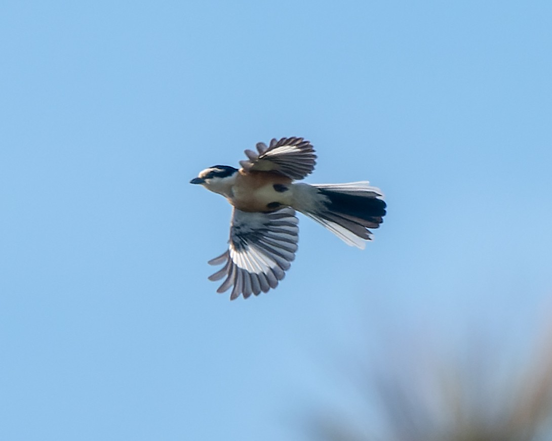 Masked Shrike - ML619451493